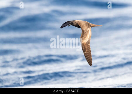 Bulwer's Petrel (Bulweria bulwerii) im Flug über den Ozean weg von Madeira. Stockfoto