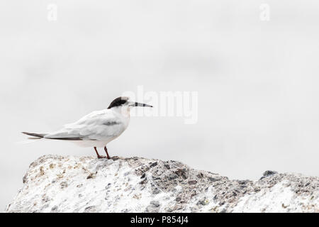 Roseate Tern (Sterna Dougallii) im Spätsommer auf Madeira, Portugal Stockfoto