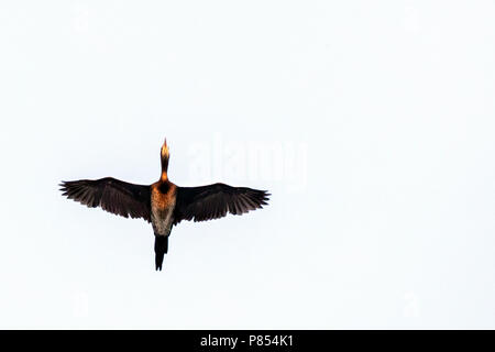 Pygmy Cormorant (Microcarbo pygmaeus) an der bulgarischen Küste im Herbst während der Migration. Stockfoto