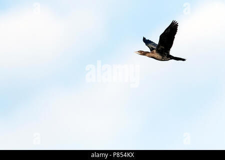 Pygmy Cormorant (Microcarbo pygmaeus) an der bulgarischen Küste im Herbst während der Migration. Stockfoto