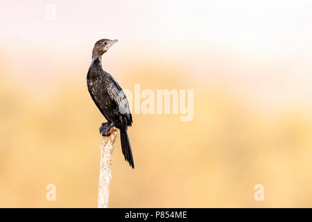 Pygmy Cormorant (Phalacrocorax pygmeus) während der späten Winter in See Kerkini, Griechenland. Stockfoto