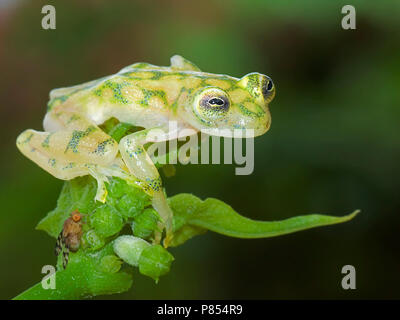 Glaskikker, Fleischmanns Glas Frosch Stockfoto
