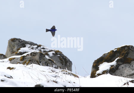 (Grandala Grandala coelicolor) im Flug bei Se La, Indien. Stockfoto