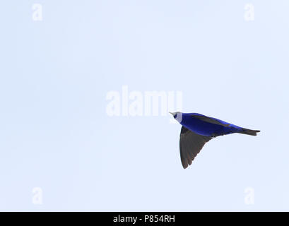 (Grandala Grandala coelicolor) im Flug bei Se La, Indien. Stockfoto