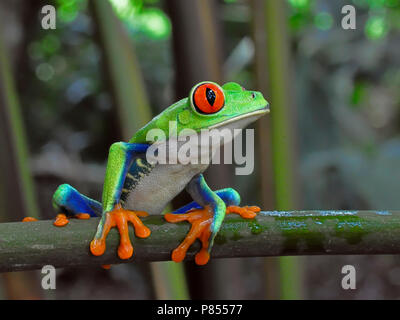 Roodoogmakikikker, red-eyed Tree-Frog Stockfoto