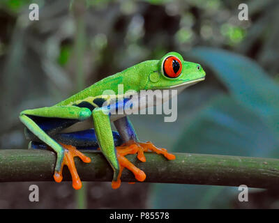 Roodoogmakikikker, red-eyed Tree-Frog Stockfoto