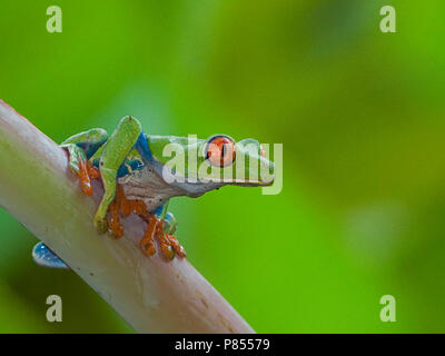 Roodoogmakikikker, red-eyed Tree-Frog Stockfoto