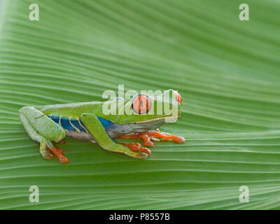 Roodoogmakikikker, red-eyed Tree-Frog Stockfoto