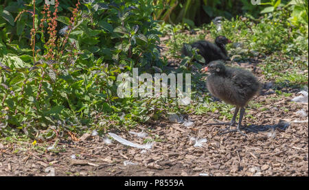 Sumpfhuhn Küken in Slimbridge Stockfoto