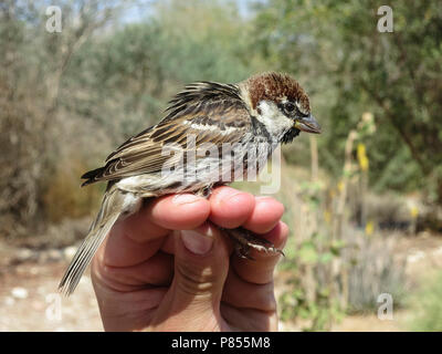 Spanische Männer Sparrow (Passer hispaniolensis) am klingelnden Station während der Migration im südlichen Negev, Israel gefangen. Stockfoto