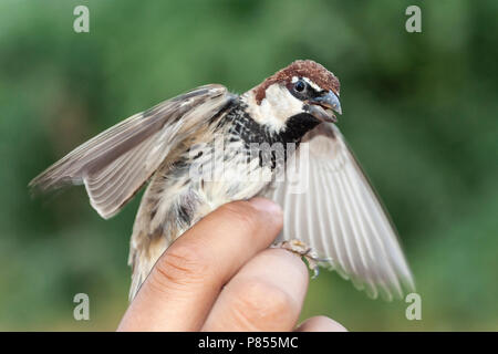 Spanische Männer Sparrow (Passer hispaniolensis) am klingelnden Station während der Migration im südlichen Negev, Israel gefangen. Stockfoto