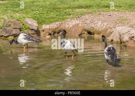 Spaltfußgänse in Slimbridge Stockfoto