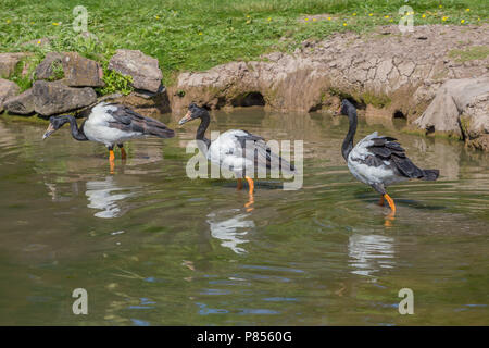 Spaltfußgänse in Slimbridge Stockfoto