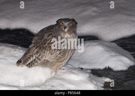 Blakiston's Fish Owl Stockfoto