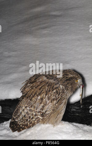 Blakiston's Fish Owl Stockfoto