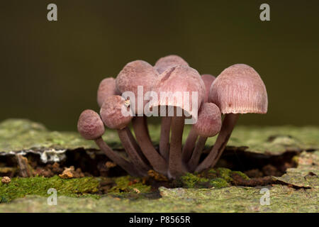 Grote bloedsteelmycena; Blutungen fairy Helm; Stockfoto