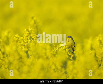 Blue-headed Wagtail, Vögele in koolzaad Kwikstaart Stockfoto