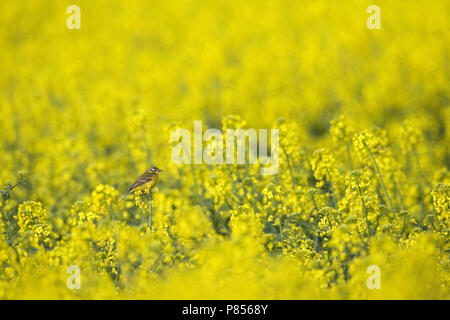 Blue-headed Wagtail, Vögele in koolzaad Kwikstaart Stockfoto