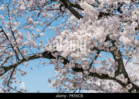Kirschblüte in Arashiyama in der Umgebung von Kyoto, Japan. Arashiyama hat sich zu einem beliebten Reiseziel während der Kirschblüte seit dem 8. Jahrhundert. Stockfoto