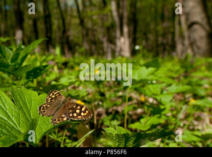 Bont zandoogje In Het Bos, gefleckt Holz im Wald Stockfoto