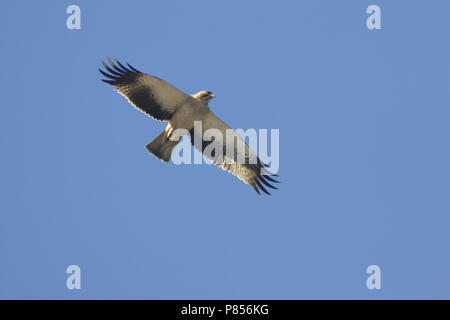 Zwergadler Licht morph Fliegen; Lichte fase Dwergarend vliegend Stockfoto