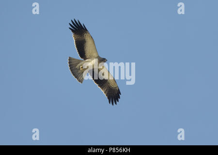 Zwergadler Licht morph Fliegen; Lichte fase Dwergarend vliegend Stockfoto