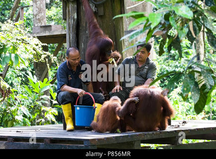 Orang-utan-Borneose oetan Moeder met Jong en verzorgers; Bornesischen Orang-Utan-Weibchen mit Jungen und Monitore Stockfoto