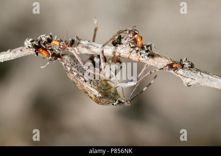Bosmieren met prooi, Holz Ameisen mit Beute Stockfoto