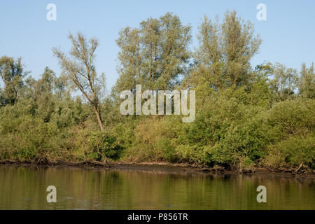 Brabantse Biesbosch; Brabantse Biesbosch Stockfoto