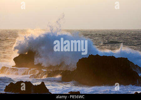 Branding rotskust, Azoren; Surf an der felsigen Küste, Azoren Stockfoto