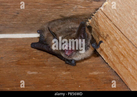 Brandts vleermuis, Brandts Fledermaus Myotis brandtii Stockfoto