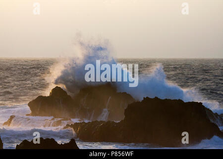 Branding rotskust, Azoren; Surf an der felsigen Küste, Azoren Stockfoto