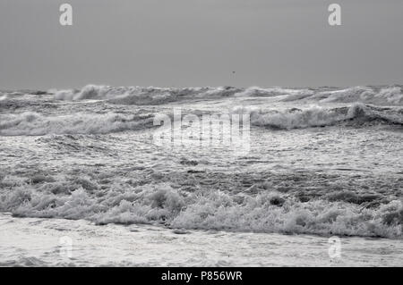 Wilde Natur Bild der Nordsee bei Den helder Bei starken Stürmen Stockfoto