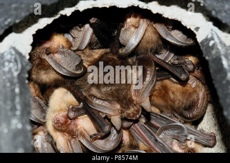 In Grootoorvleermuizen nestkast; Braun langohrige Fledermäuse im Nistkasten Stockfoto