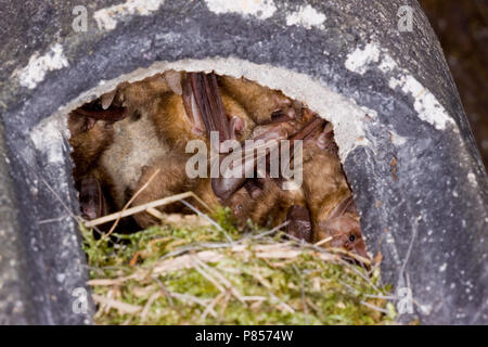 In Grootoorvleermuizen nestkast; Braun langohrige Fledermäuse im Nistkasten Stockfoto