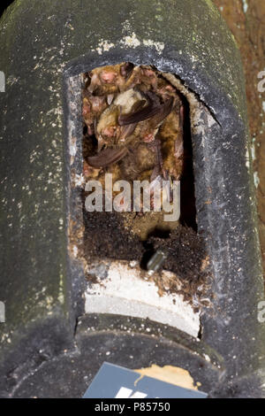 In Grootoorvleermuizen nestkast; Braun langohrige Fledermäuse im Nistkasten Stockfoto