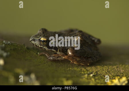 Zijaanzicht van Bruine Kikker; seitliche Ansicht der Grasfrosch Stockfoto