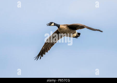 Eingeführt, Atlantic Canada Goose überfliegen Grote Rietveld, Kallo, Antwerpen, Belgien. Mai 2017. Stockfoto