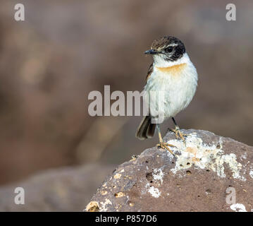 Erste winter männlich Fuerteventura Chat auf einem Stein saß in einer felsigen Rinne in der Nähe von Puerto del Rosario, Fuerteventura, Kanarische Inseln. 27. Dezember 2017. Stockfoto