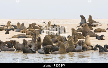 Kaapse pelsrobben Kolonie bij Walvisbaai Namibie, Kap Fell Robbenkolonie am Walvisbaai Namibia Stockfoto