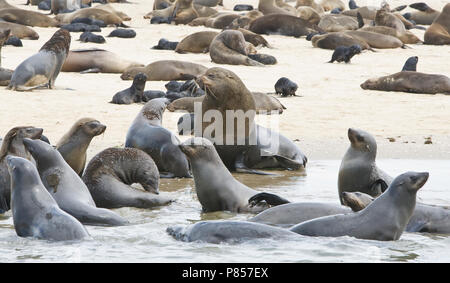 Kaapse pelsrobben Kolonie bij Walvisbaai Namibie, Kap Fell Robbenkolonie am Walvisbaai Namibia Stockfoto