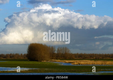 Deenenplaat in De Brabantse Biesbosch; Deenenplaat an Brabantse Biesbosch Stockfoto