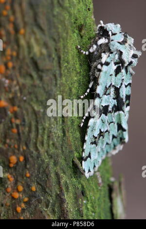 Diana-uil op boomstam, Merveille-du-jour auf einem Baum trunc Stockfoto