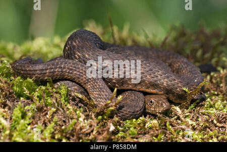 Dobbelsteenslang sterben zijn Kop wil verbergen; Würfelnatter versuchen, seinen Kopf zu verbergen Stockfoto