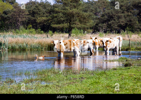 Zoeken verkoeling Koeien in het Drenths-Friese Wold; Kühe kühlen sich in der Drenths-Friese Wold Stockfoto