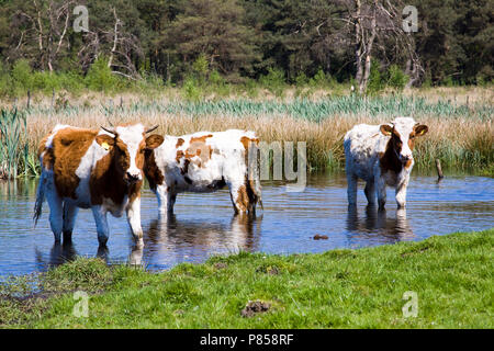 Zoeken verkoeling Koeien in het Drenths-Friese Wold; Kühe kühlen sich in der Drenths-Friese Wold Stockfoto