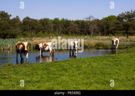 Zoeken verkoeling Koeien in het Drenths-Friese Wold; Kühe kühlen sich in der Drenths-Friese Wold Stockfoto