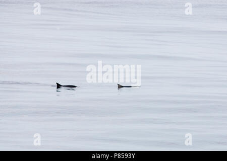 Kleinste potvis, Zwerg Pottwal Stockfoto