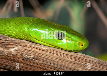 Portret van een Smalkopmamba in gevangenschap; Portrait eines östlichen Green Mamba in Gefangenschaft Stockfoto