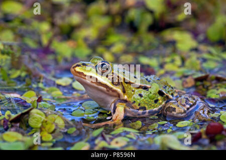 Kikker tussen Het kroos; Frosch zwischen Wasserlinsen Stockfoto